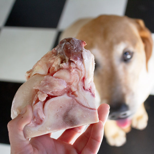 What kind of raw shop bones are safe for dogs