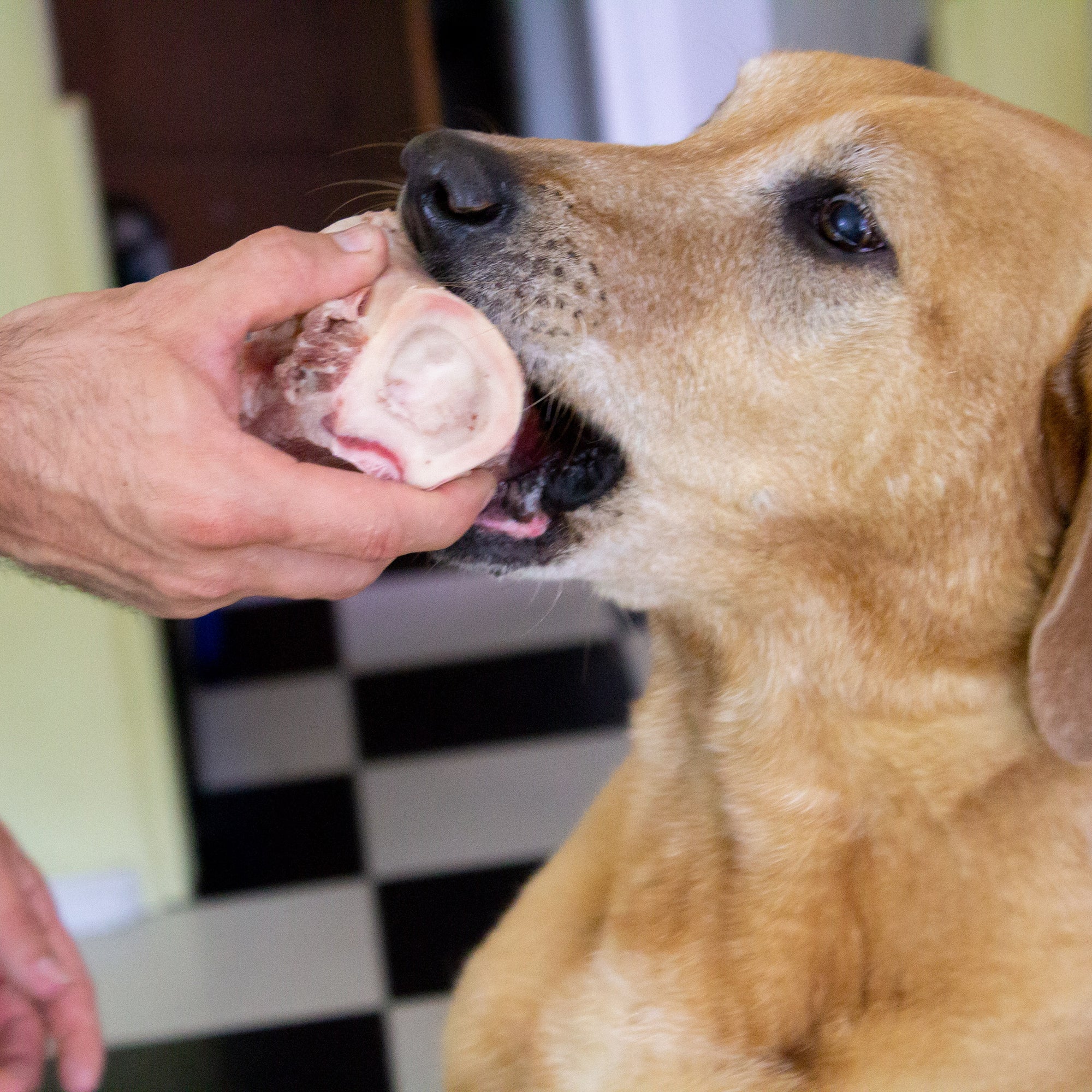 are marrow bones good for dogs teeth